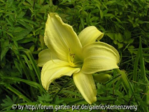 Hemerocallis 'Buried Treasure'