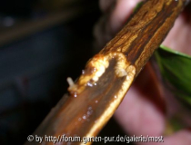 Steckling Wasserglas.jpg