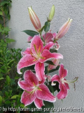 Stargazer.JPG