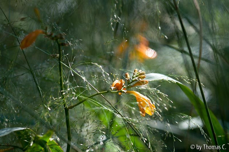 Julistimmung 06