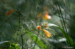 Julistimmung 06