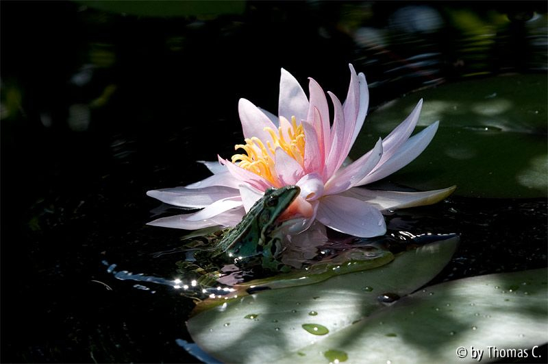 Hinterhalt an der Seerose 9
