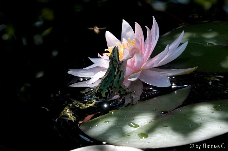 Hinterhalt an der Seerose 8