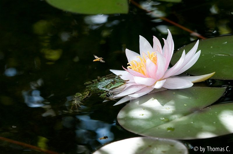 Hinterhalt an der Seerose 7