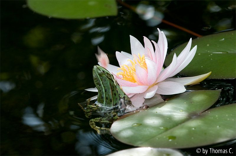 Hinterhalt an der Seerose 6