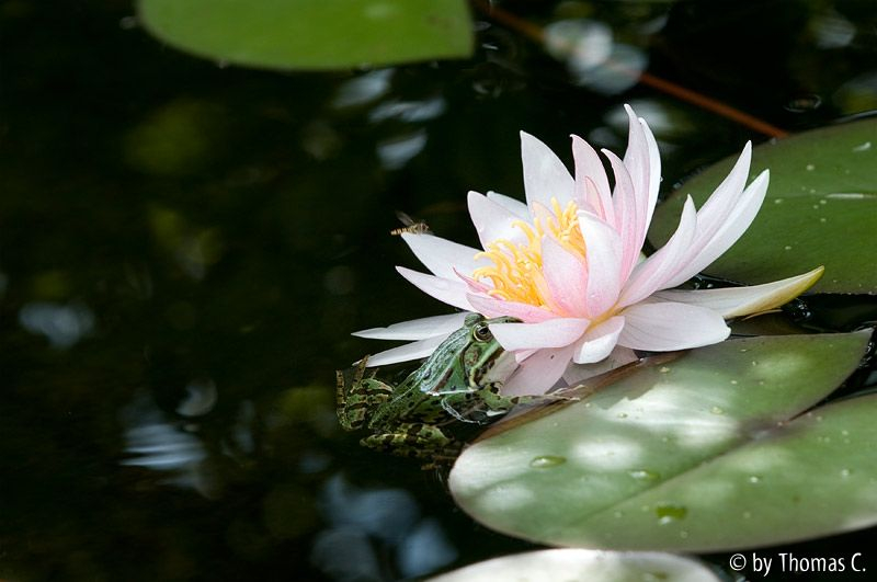 Hinterhalt an der Seerose 5