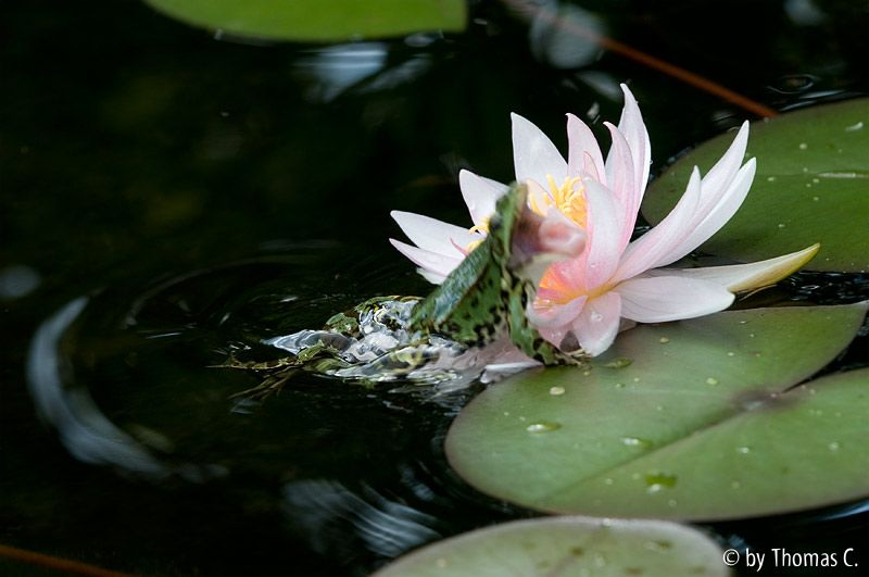 Hinterhalt an der Seerose 4