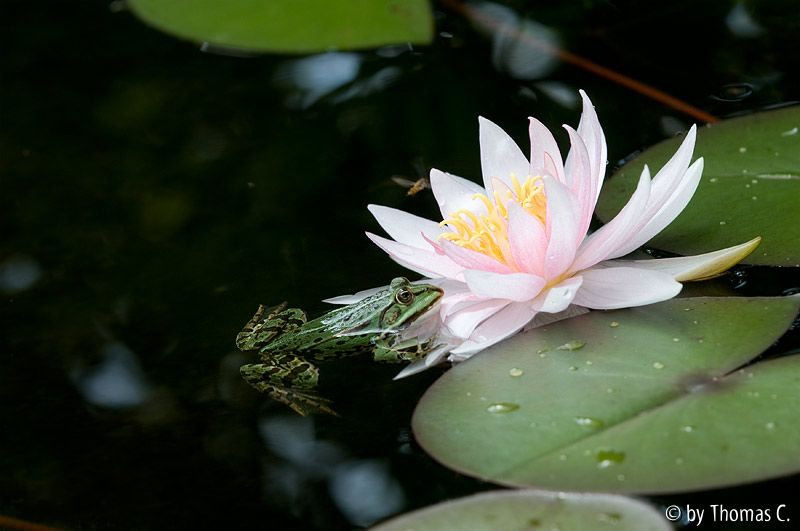 Hinterhalt an der Seerose 3