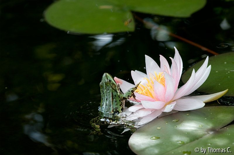 Hinterhalt an der Seerose 2