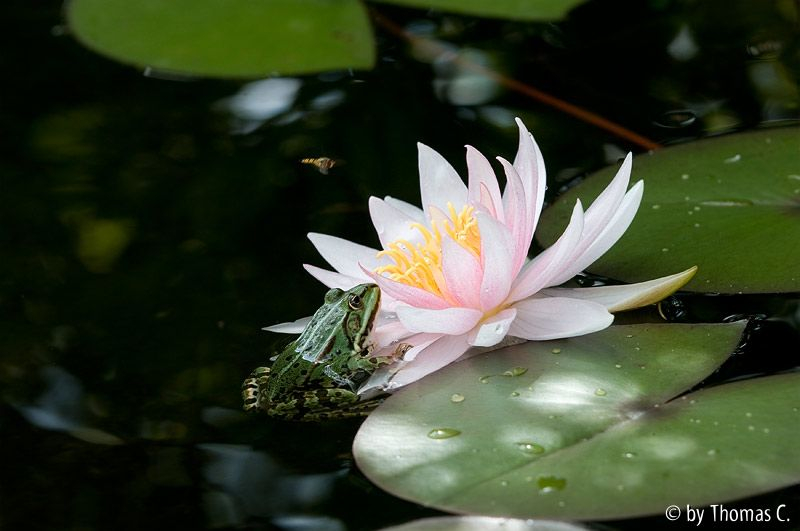 Hinterhalt an der Seerose 1