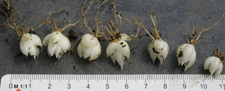 Lilium rhodopeum