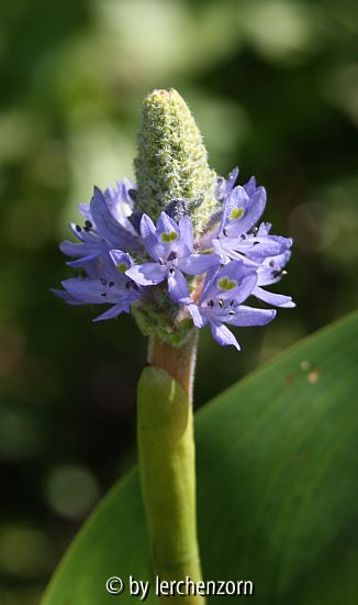 Hechtkraut (Pontederia cordata), Blütenstand