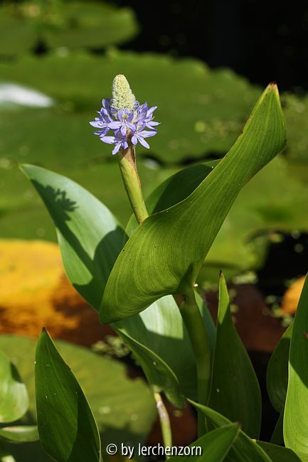 Hechtkraut (Pontederia cordata)