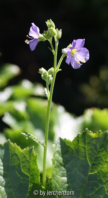 Himmelsleiter (Polemonium boreale), Absaat von 