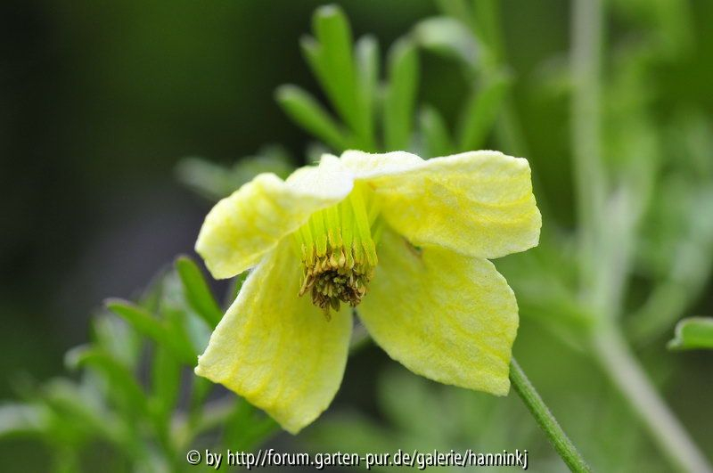 Clematis aethusifolia