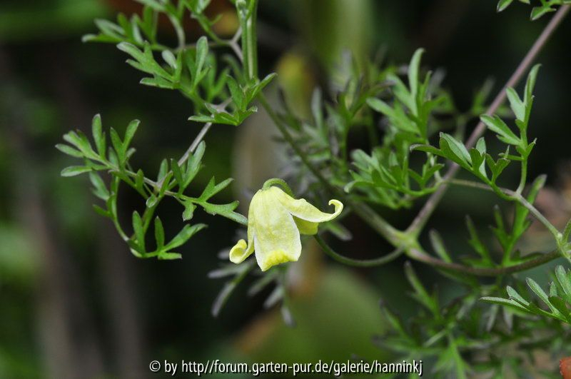 Clematis aethusifolia