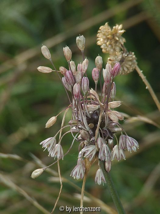 Gemüse-Lauch (Allium oleraceum)