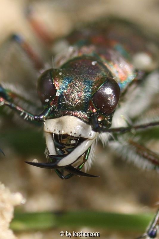 Sandlaufkäfer (Cicindela hybrida)