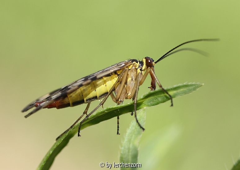 Skorpionsfliege (Panorpa spec.)