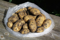 Kartoffeln aus dem Erdbeerbeet