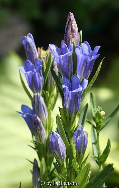 Lungen-Enzian (Gentiana cf. pneumonanthe), oder eine nah verwandte Art
