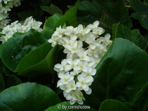 Hydrangea querc. 'Snowflake'