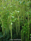 Itea Ilicifolia