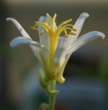Tricyrtis formosana 'Alba'