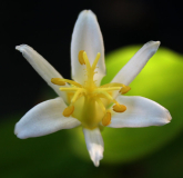 Tricyrtis formosana 'Alba'