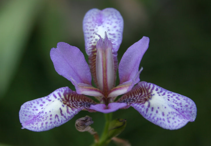 Iris dichotoma