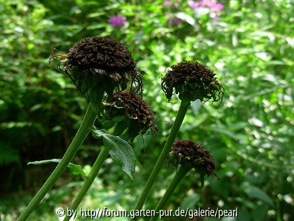 Telekia speziosa