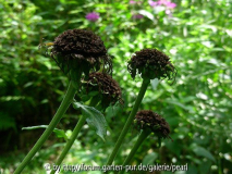 Telekia speziosa