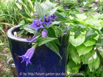 Gentiana asclepiadea