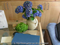 Blaue Hortensien im Krug