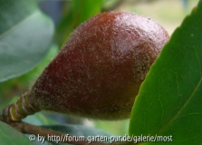 Versicolor Apfel.jpg