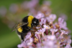 Große Erdhummel