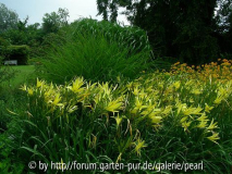 Freundschaftsinsel Gras und zitronengelb
