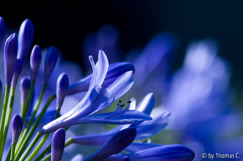 Agapanthusblau