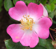 Rosa Sternenflor 2