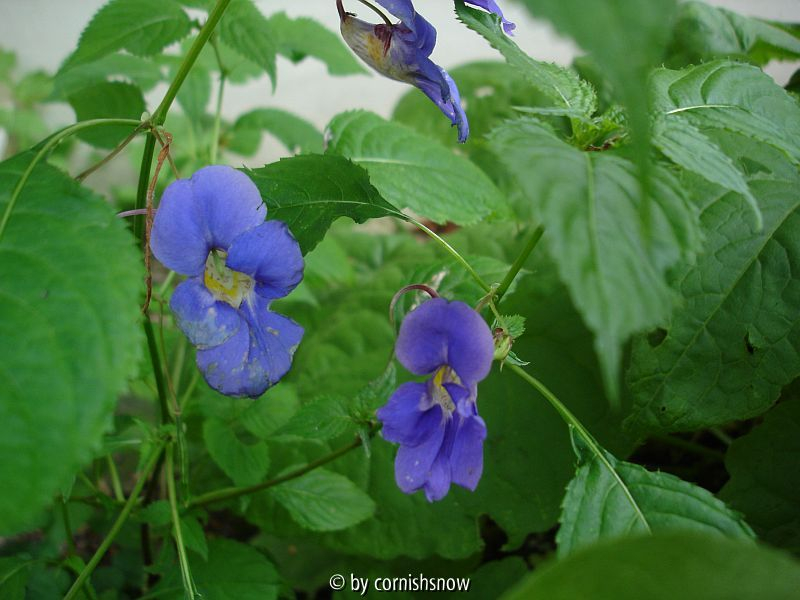 Impatiens namchabarwensis