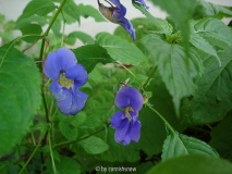 Impatiens namchabarwensis
