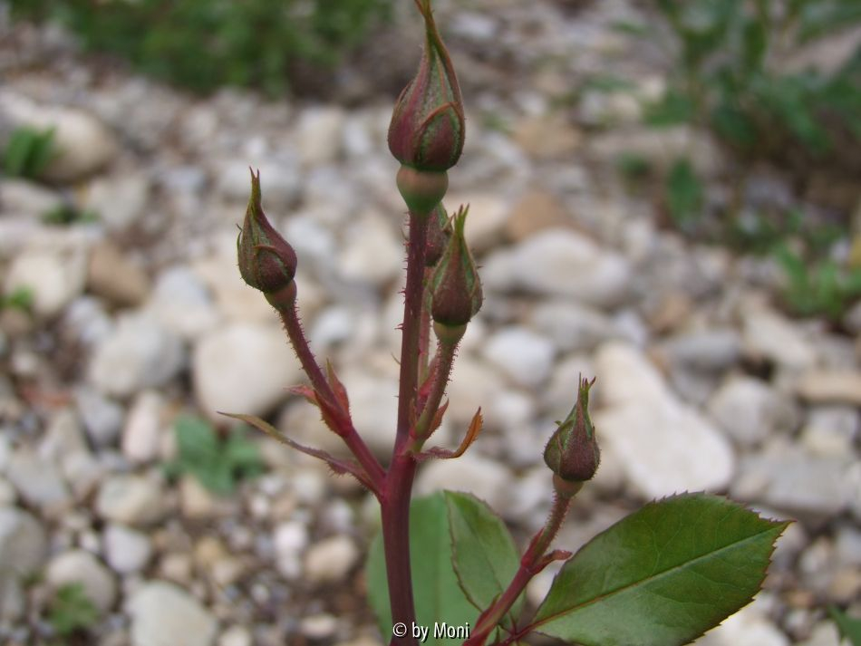 ?Knospen
