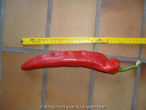 Paprika