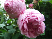 Hausrose Ballenhausen