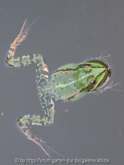 Frosch