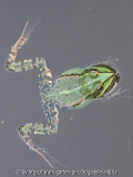 Frosch