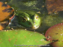 Froschkönig mit ohne Krone