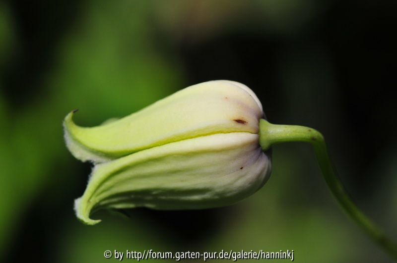 Clematis carrizoensis