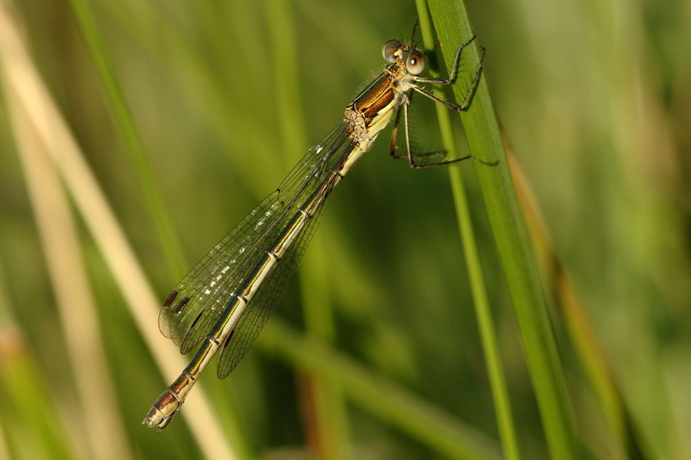 Wildes Moor August I
