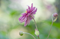 Anemone festgezurrt